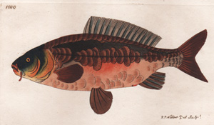 

Plate 990
The Single-spotted Sciaena
$99.95 

(mild foxing)






